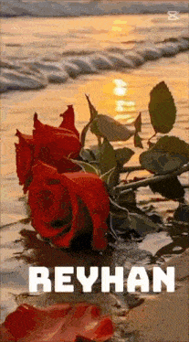 two red roses are sitting in the water with the name reyhan written on the bottom