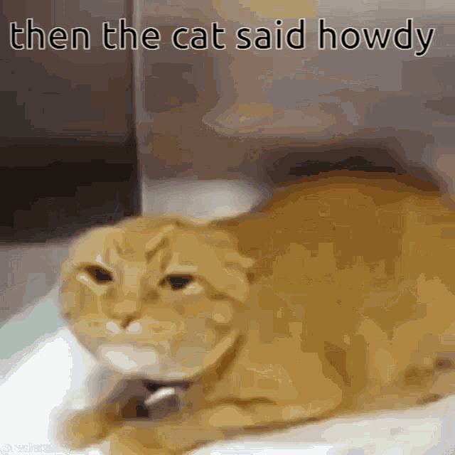 a cat laying down with the words then the cat said howdy on the bottom