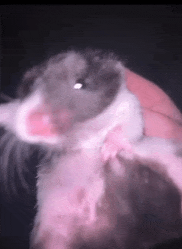 a close up of a person holding a hamster .