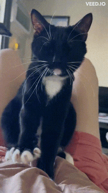 Cat Kitty GIF - Cat Kitty Kneading GIFs