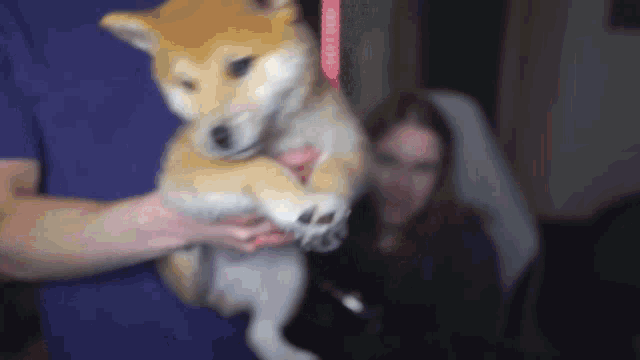 a person is holding a small dog in their hands