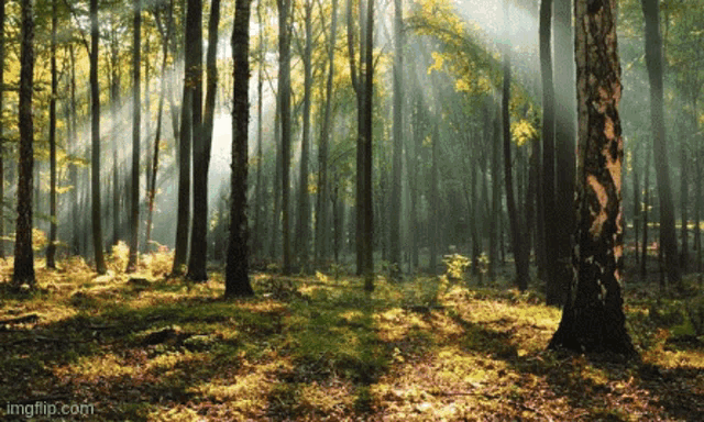 the sun shines through the trees in this forest