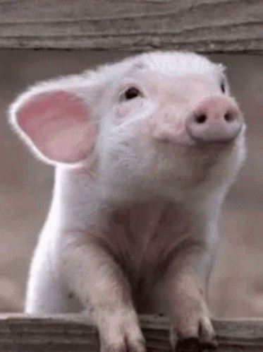 Pig Cute GIF - Pig Cute Adorable GIFs