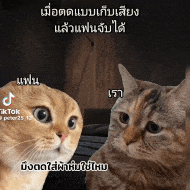 two cats are standing next to each other with a tiktok logo on the bottom