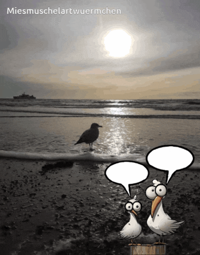 a cartoon of seagulls on a beach with speech bubbles and the name miesmuschelartwuermchen on the bottom