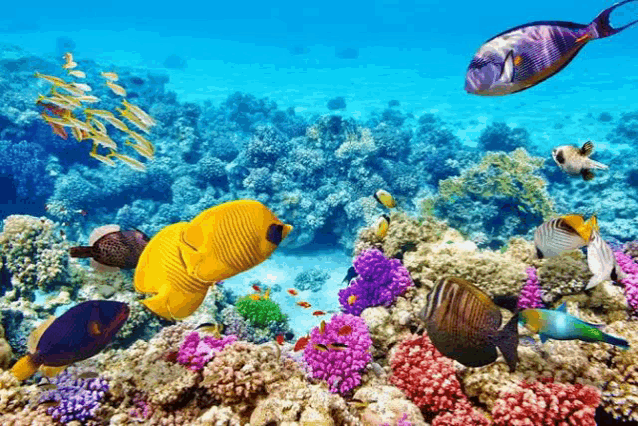 a coral reef filled with colorful fish and corals