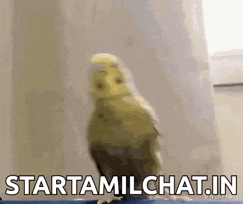 a bird is standing in front of a window with the words startamilchat.in written on the bottom .