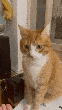 Cat Paw GIF - Cat Paw Cat Gives Paw GIFs