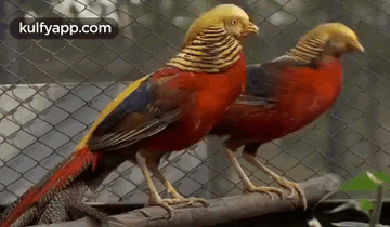 Parrot Screaming.Gif GIF - Parrot Screaming Parrots Birds GIFs