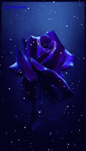 Rose Flower GIF - Rose Flower Purple GIFs