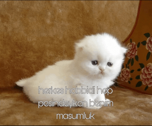 a white kitten is sitting on a couch with the words " herkes hobbidi hop " written on it