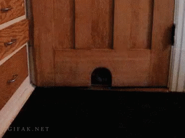 Time For A Diet? GIF - Cats Diet Snacktime GIFs