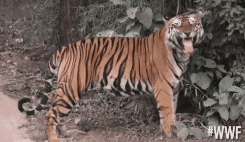 a tiger is standing on a dirt road in the woods with its tongue out .