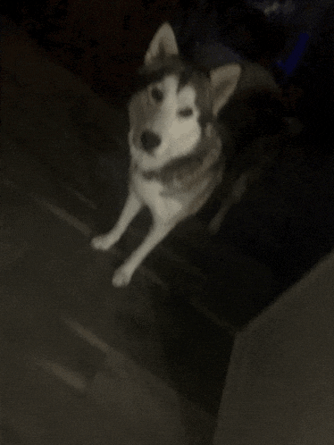 a husky dog with a scarf around its neck is looking up