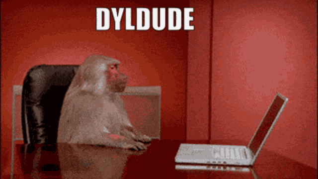 a monkey sits at a desk in front of a laptop with the words " dyldude " written above it