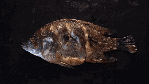 a fish is laying on a black surface with the skeleton visible