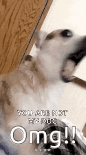 a dog is yawning and looking at the camera with its mouth open and says `` you are not my dog omg ! ''