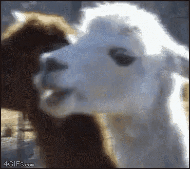 Goat Look GIF - Goat Look GIFs