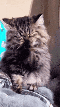 a fluffy cat is sleeping on a blanket with its eyes closed