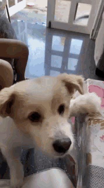 a small brown and white dog is laying on a table .