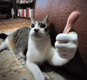 a cat is giving a thumbs up sign