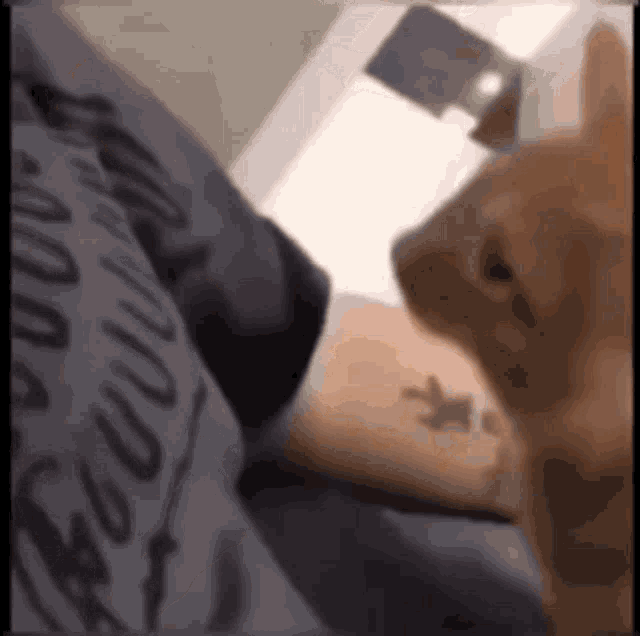 Cat Cat Love GIF - Cat Cat Love Cat Hug GIFs
