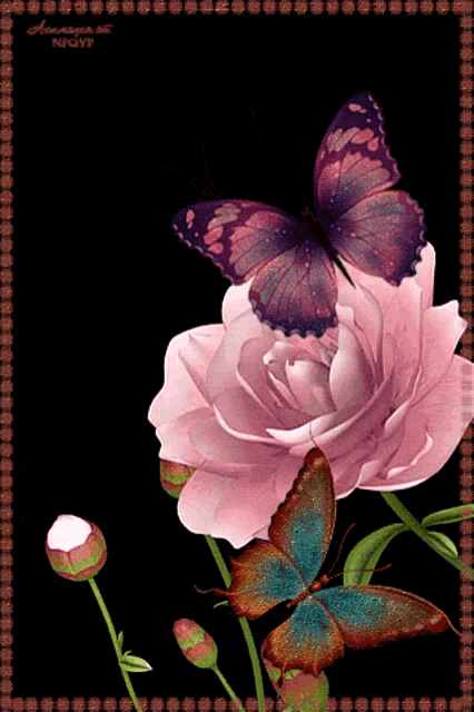 two butterflies are sitting on a pink rose on a black background with a border around it