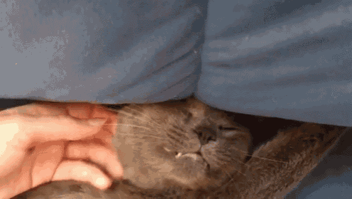 a person is petting a gray cat under a blue pillow .