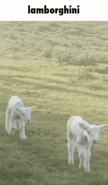 two lambs in a field with the word lamborghini on top
