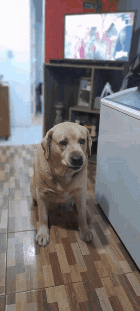 a dog standing on a tiled floor in front of a television