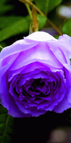 Kék Rózsa GIF - Kék Rózsa GIFs