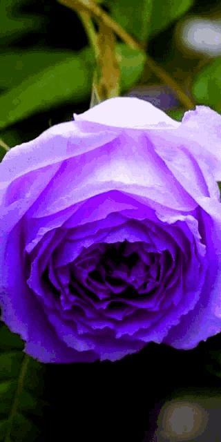 a close up of a purple rose with green leaves behind it