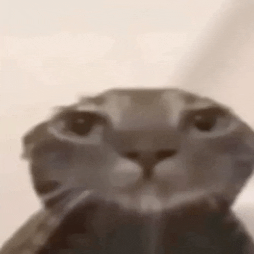 a close up of a cat 's face with a white background .
