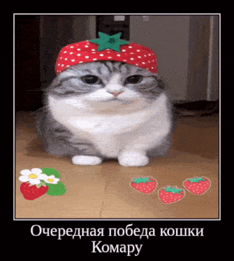 a picture of a cat wearing a strawberry hat with strawberries in the background