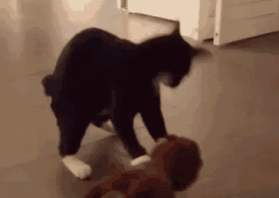 Mojo Madness GIF - Cat Play Toy GIFs