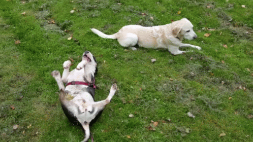 Bull Terrier Dogs GIF - Bull Terrier Dogs Toet GIFs