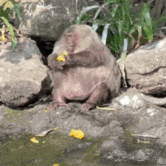 Monkey Monkey Eating GIF - Monkey Monkey Eating Haortemis GIFs