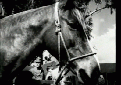 Horse Was A War Hero GIF - Sgt Reckless Horse GIFs