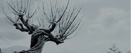 Harry Potter Tree GIF - Harry Potter Tree Snow GIFs