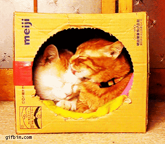 two cats are in a cardboard box that says meiji on it