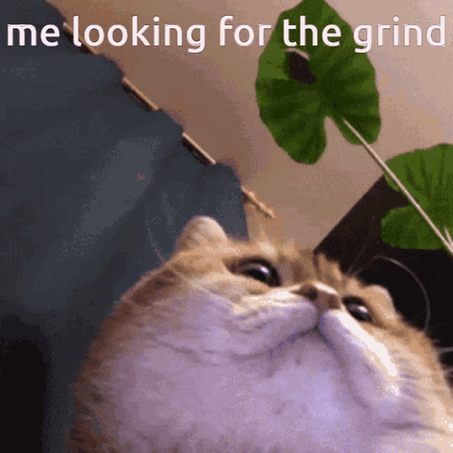 The Grind Cat Grind GIF - The Grind Cat Grind Cat Camera GIFs