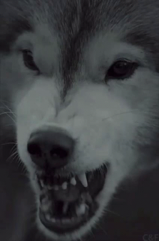 Wolf Animal GIF - Wolf Animal Bark GIFs