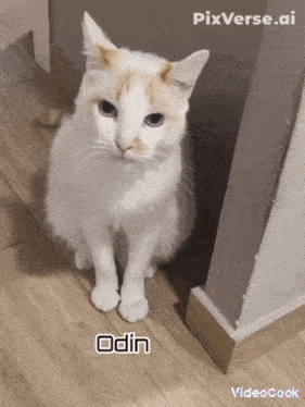 a white cat named odin is sitting on the floor