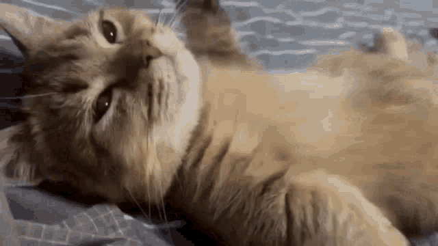 Cat Lying Cat Paws GIF - Cat Lying Cat Paws Paws GIFs
