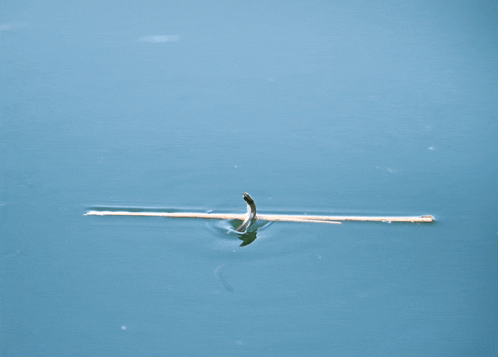 a stick is floating in the water with a snake on it