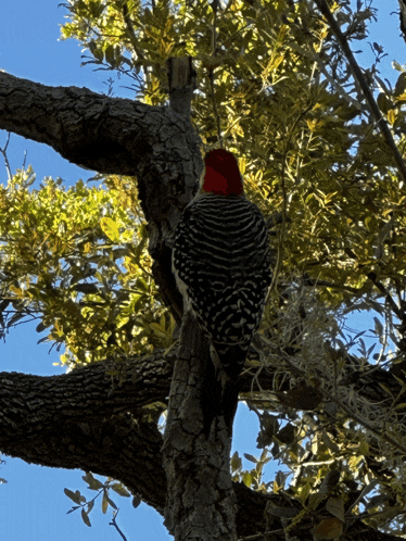 a black and white bird with a red head perched on a tree branch