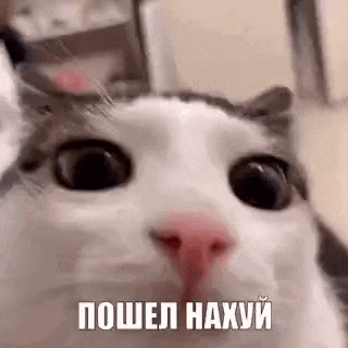 a close up of a cat 's face with a foreign language written on it .