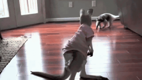 a dog wearing a kangaroo costume is standing on a hardwood floor