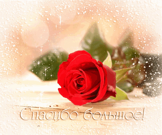 a red rose sits on a wooden table with the words спасибо большое written below it