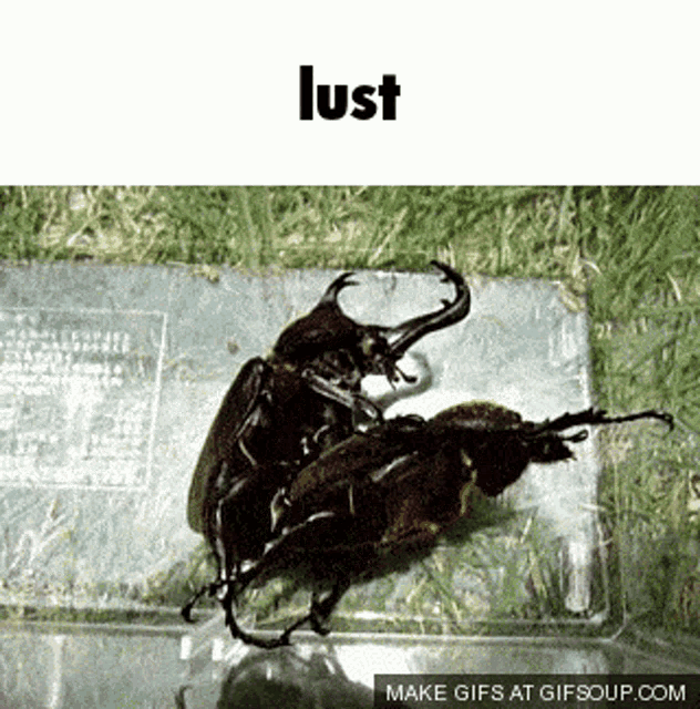 a couple of beetles laying on top of each other with the word lust written above them